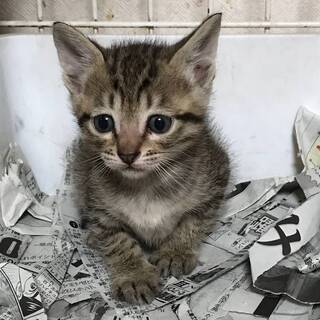 キジトラ 子ネコちゃん