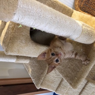 元気で人懐っこい強運の猫ちゃんです。