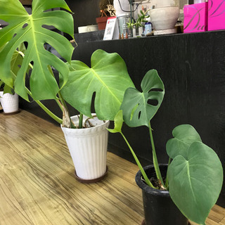 終了【観葉植物】モンステラ