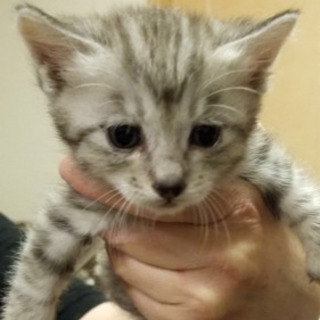 仔猫の里親さんになって下さい。