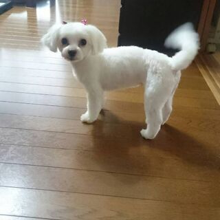 マルチーズ