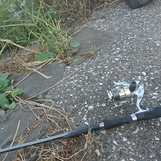 釣り仲間募集・多摩川沿いで釣りをします！鯉、鮒、鱒、鯰、鯊、手長エビ