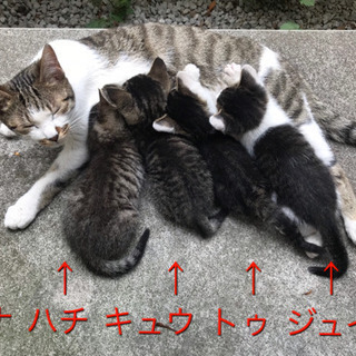 【里親様大募集】子猫3匹(約2ヶ月)