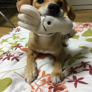 柴犬とビーグルのMIX 男の子