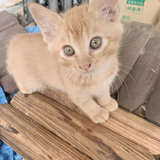 生後2～3ヶ月の子猫ちゃんの里親さん募集中です(^^)