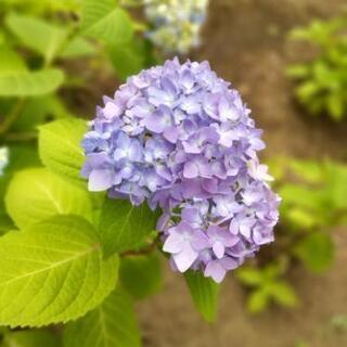 【取引中】6月10日10時〜17時の間に荷物を引き取って届けてく...