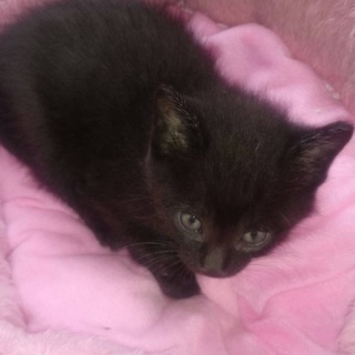 性格1.5ヶ月のかわいい子猫ちゃん