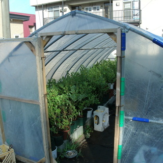 今が植え時ブルーベリーの苗格安販売！
