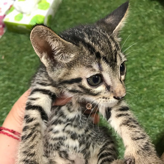 生後1ヶ月ぐらい子猫５匹