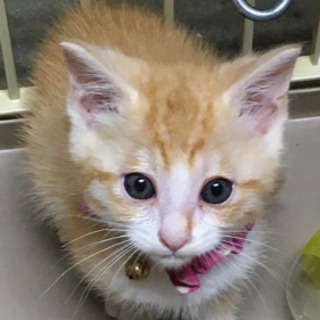 子猫꙳★*ﾟ元気な男の子꙳★*ﾟ家族になって下さい!!