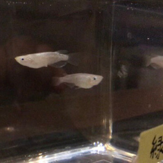 緑光 ラメ めだか 卵20個＋α 稚魚用餌付き  発送可能です。