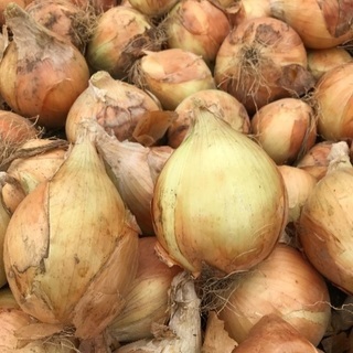 ☆格安☆玉ねぎ 25kg2000円！