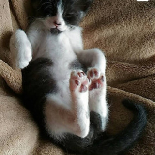 ❤️可愛い子猫ちゃん❤️
