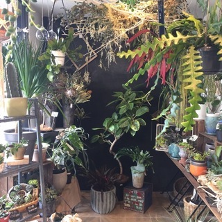 「Botanical Shop GABA」で生花、植物、雑貨などの販売の画像