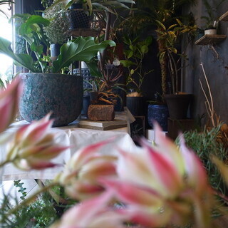 「Botanical Shop GABA」で生花、植物、雑貨などの販売の画像