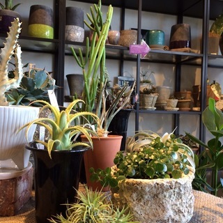 「Botanical Shop GABA」で生花、植物、雑貨などの販売の画像