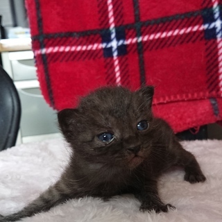 💛生後1か月の子猫ちゃんの里親さま探しております！（皆様ありがと...