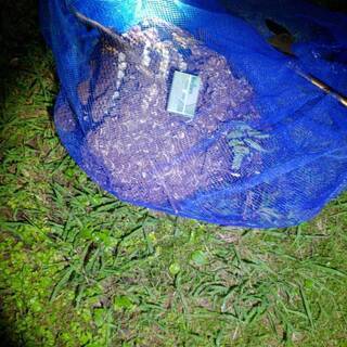 蜂の巣を駆除する仕事です 未経験者 元営業マン 大歓迎の画像