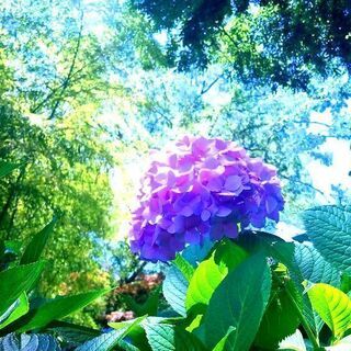 あじさい見に行きませんか♪