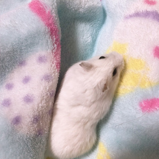 小動物＆爬虫類ケージ - 久喜市