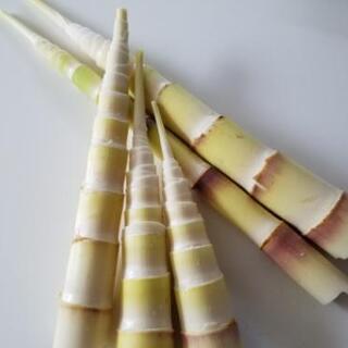 今期終了  大名竹(でめだけ)  3㎏の画像