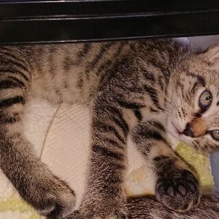 里親募集