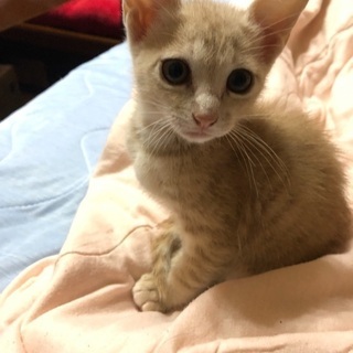 生後1ヶ月半子猫 - 猫