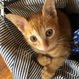 生後1ヶ月半子猫 − 愛知県