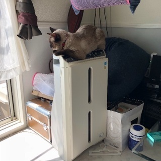 飼い猫を探してます