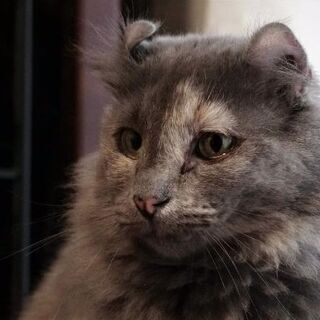 繁殖リタイア猫、アメリカンカールのジーナ