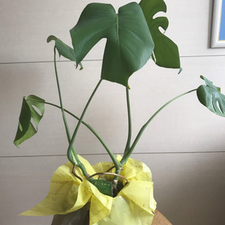 ☆決まりました☆観葉植物 モンステラ
