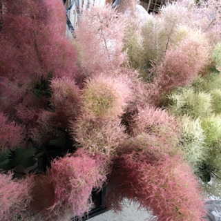 スモークツリーのワークショップの画像