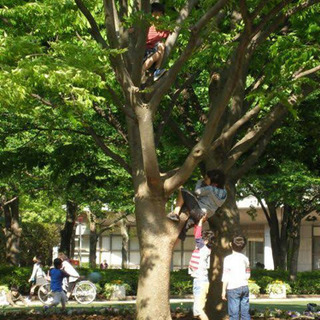 木登りワーク