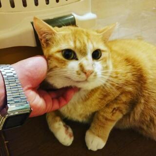 ハンディ有りますが甘えん坊なトラ