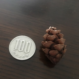 小さいまつぼっくり　10個の画像
