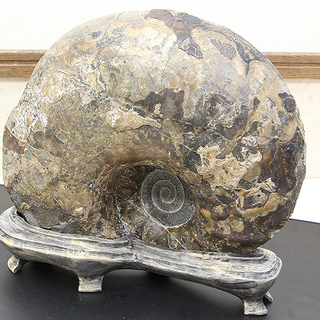 アンモナイト 化石 置物 川石 自然石 盆石 鑑賞石 天然石 無加工石