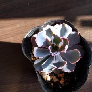 「一時　中断中です」　多肉植物　お探しですか？の画像