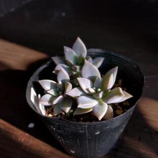 「一時　中断中です」　多肉植物　お探しですか？の画像