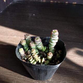 「一時　中断中です」　多肉植物　お探しですか？の画像
