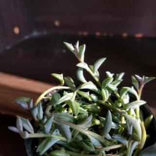 「一時　中断中です」　多肉植物　お探しですか？の画像