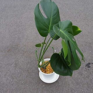 観葉植物　モンステラ①