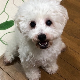 【里親募集】笑顔の可愛いトイプードルです＊