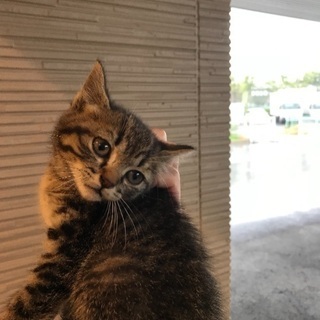 迷い猫の里親募集
