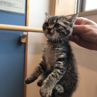 迷い猫の里親募集 - 米子市