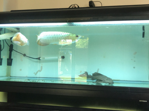 KOTOBUKI 水槽 1200×450×450 セット 今月引き取り限定値下