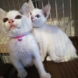 ブルーアイ白猫&白三毛猫姉妹一緒に里親様決定しました。
