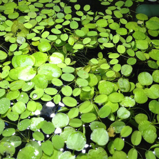 無農薬   サンショウモ     メダカ喜ぶ水草