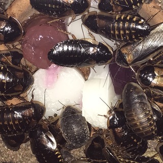 デュビア成虫　１００匹　他サイズもあり　発送可 