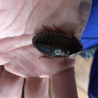 デュビア成虫　１００匹　他サイズもあり　発送可 の画像