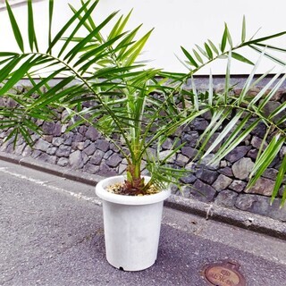 (引き取り決定ありがとうございました) 観葉植物【セネガルヤシ】...